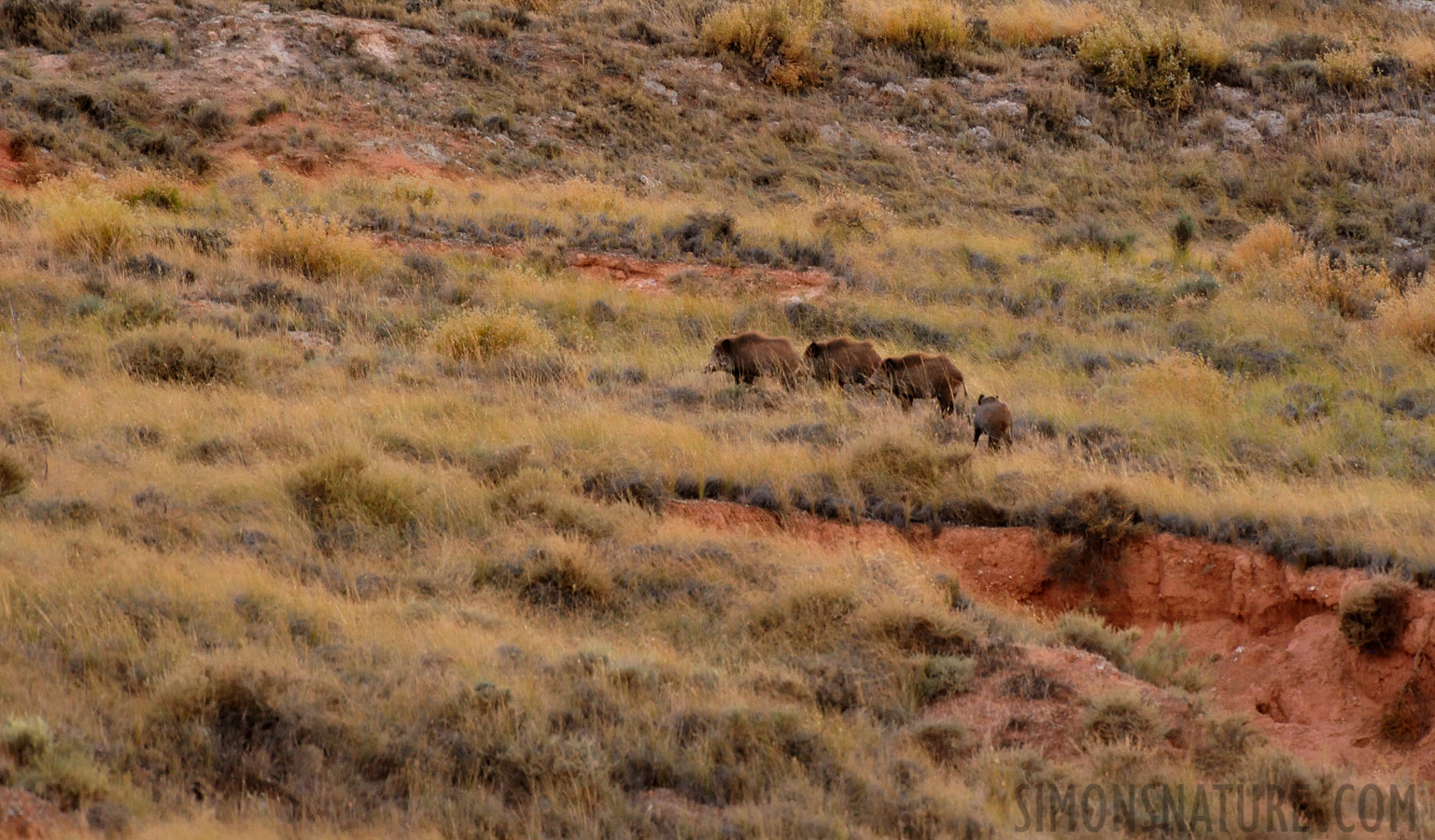 Sus scrofa scrofa [550 mm, 1/30 sec at f / 7.1, ISO 3200]